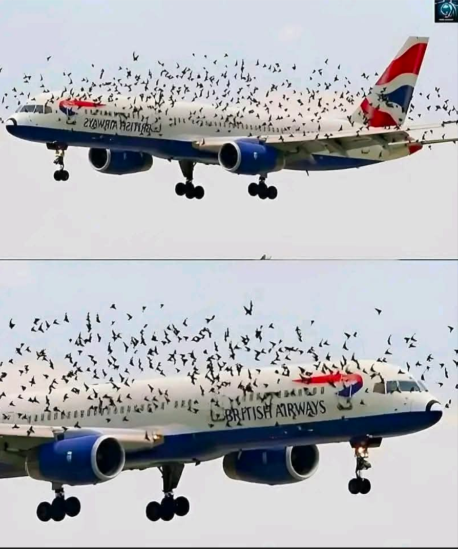 The pilot cried when he understood why the birds wouldn’t leave him alone. – Notis Actuales